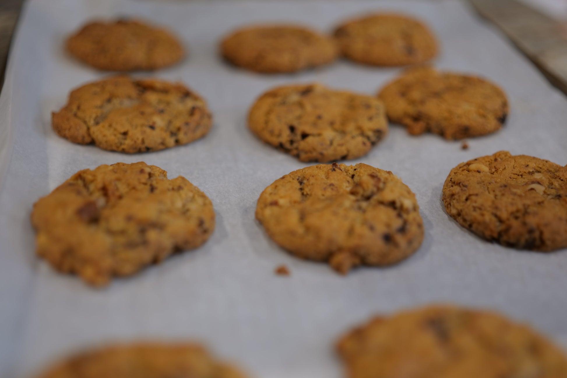 Baked choco-walnut cookies on a baking sheet with parchment paper